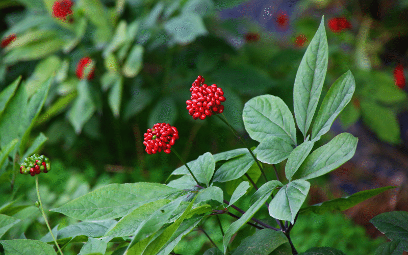 ginseng_pflanze_800x500 Jens Heitmüller Facharzt für Innere Medizin
